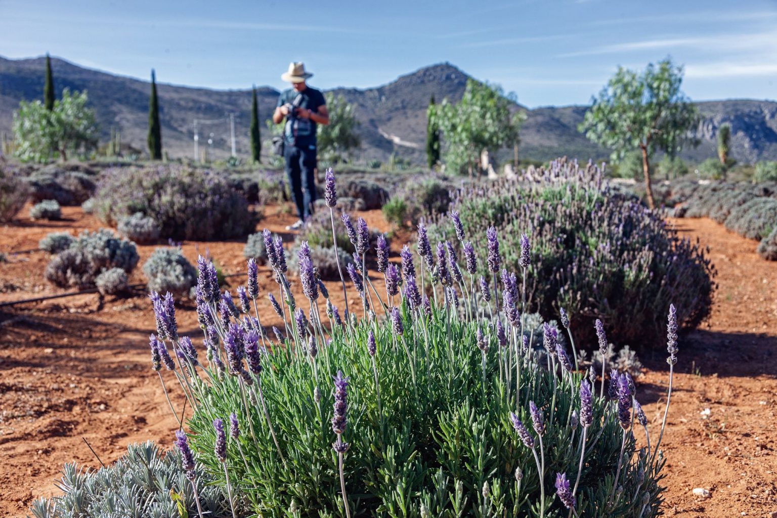 GVMD-Guanajuato-Mineral-de-Pozos-levander-farms-DPG_mdok